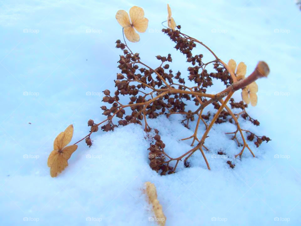 rowan branch