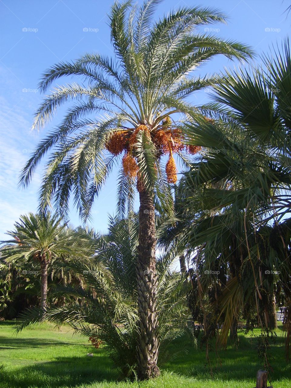 date palm