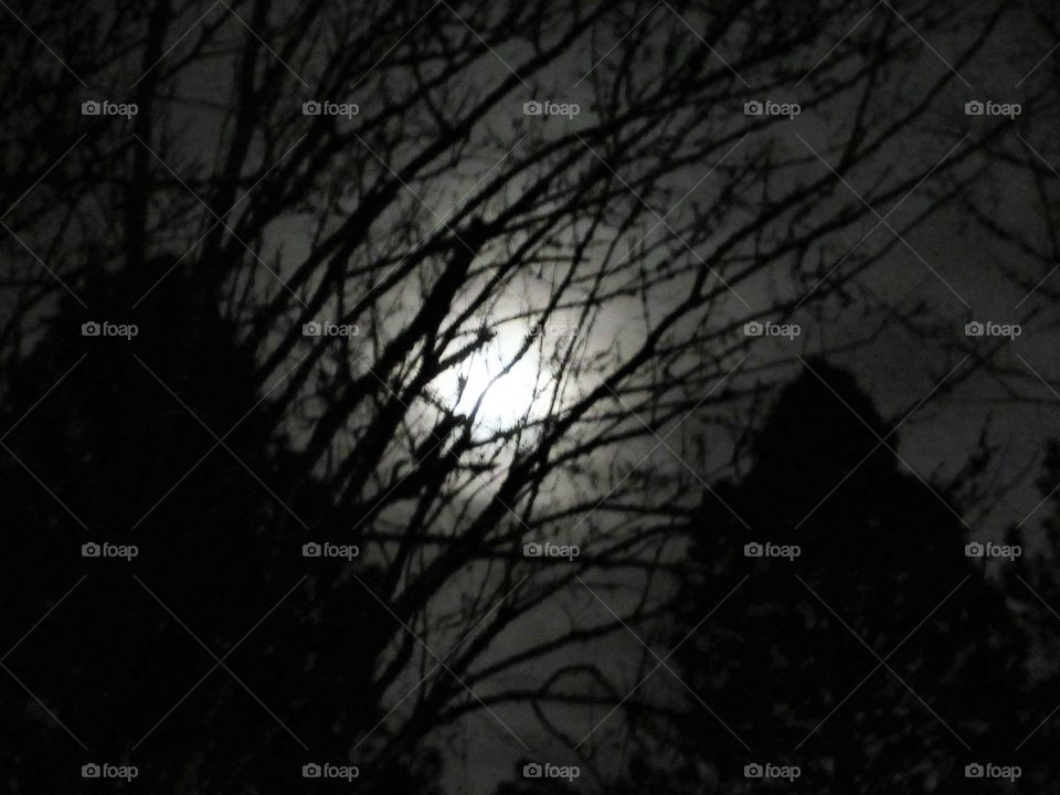 branches in front of full moon