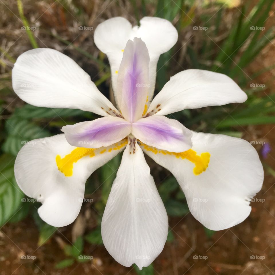 Shapes: Ellipse! A Premium Mission of Foap with my beautiful flower (in “Serra do Japi”, a florestal reserv of Jundiaí City, Brazil).
