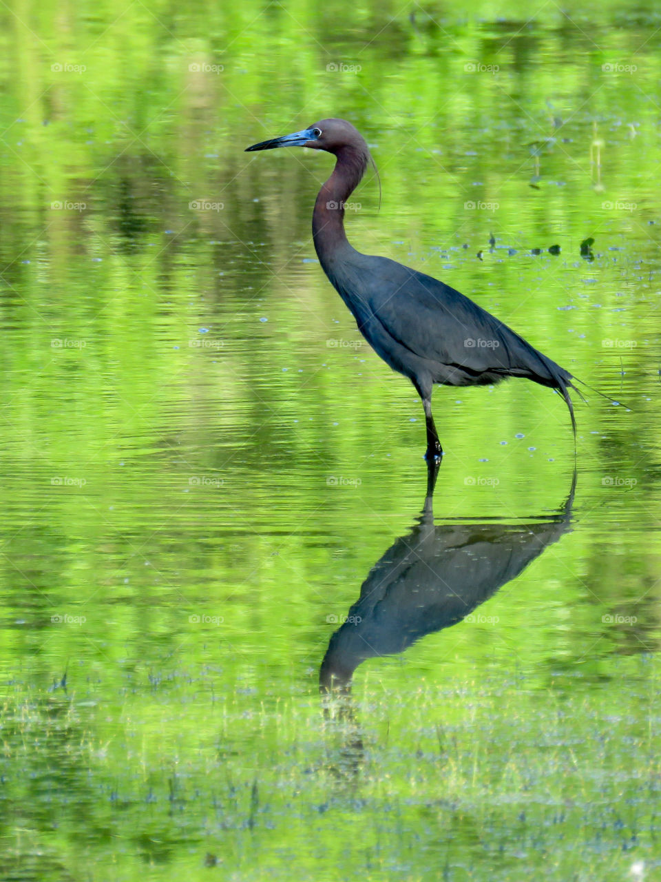 Little Blue Heron