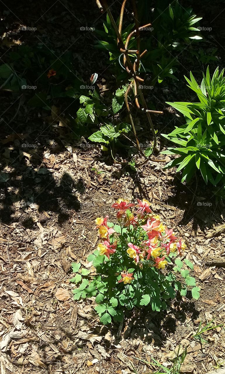 a flowering plant with yellow and pink petals