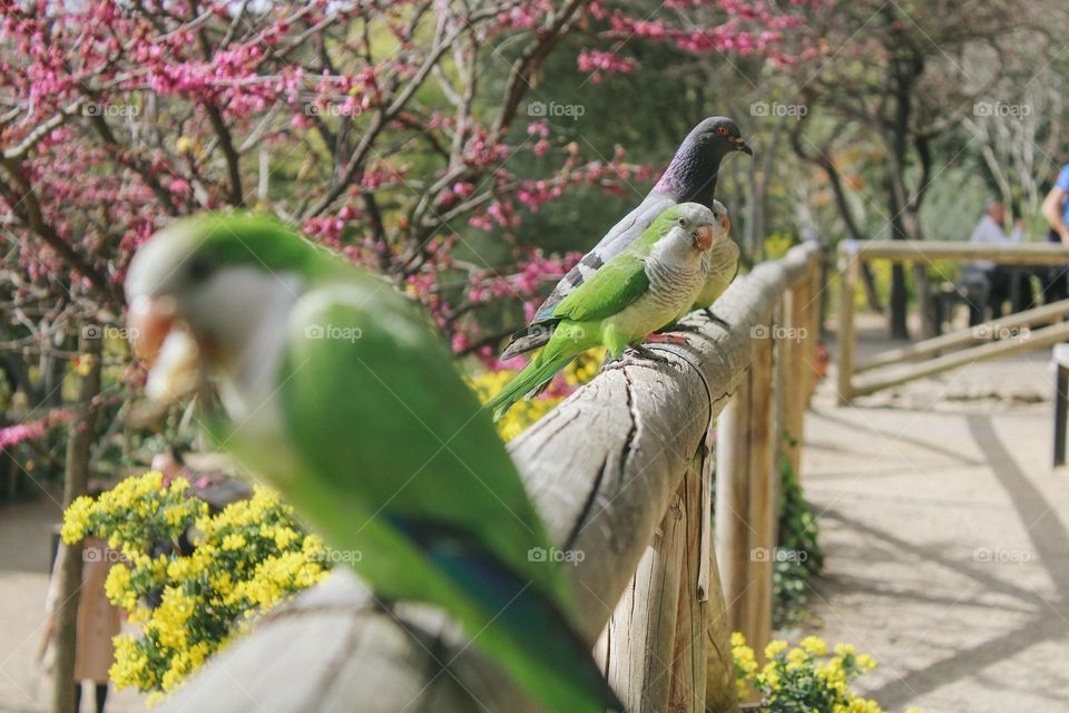 birds in the park