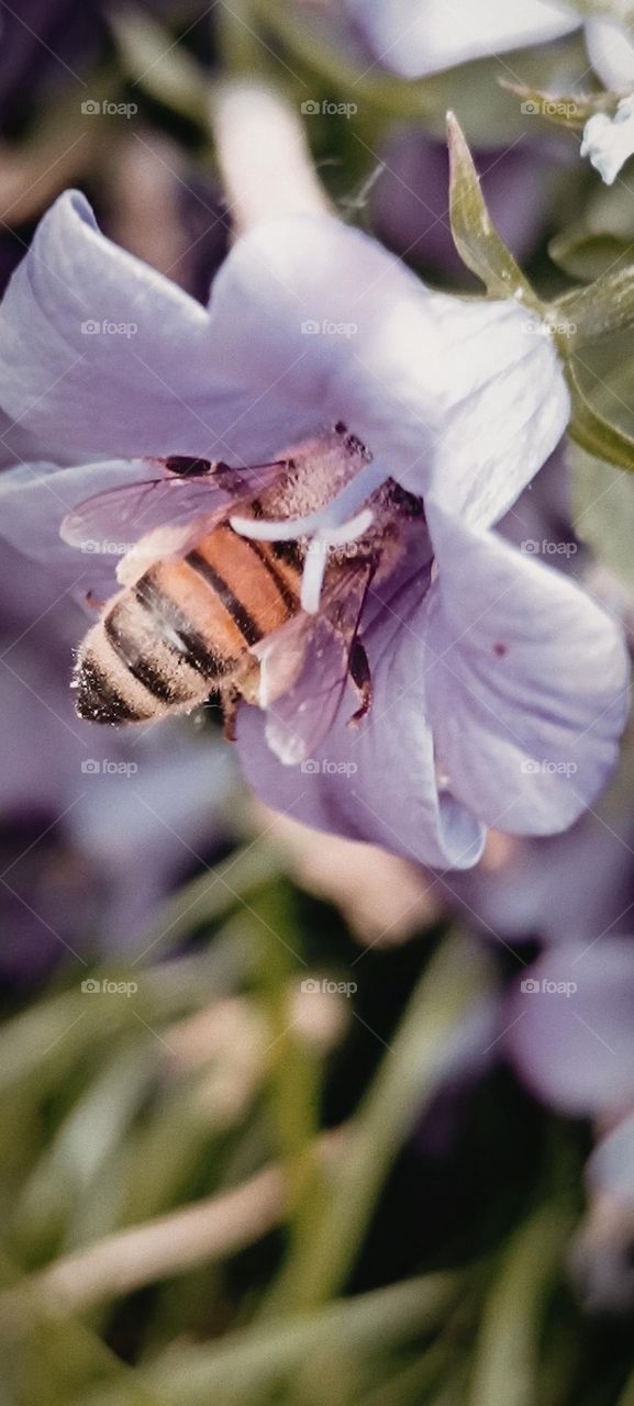 Bee and bumblebee foraging,