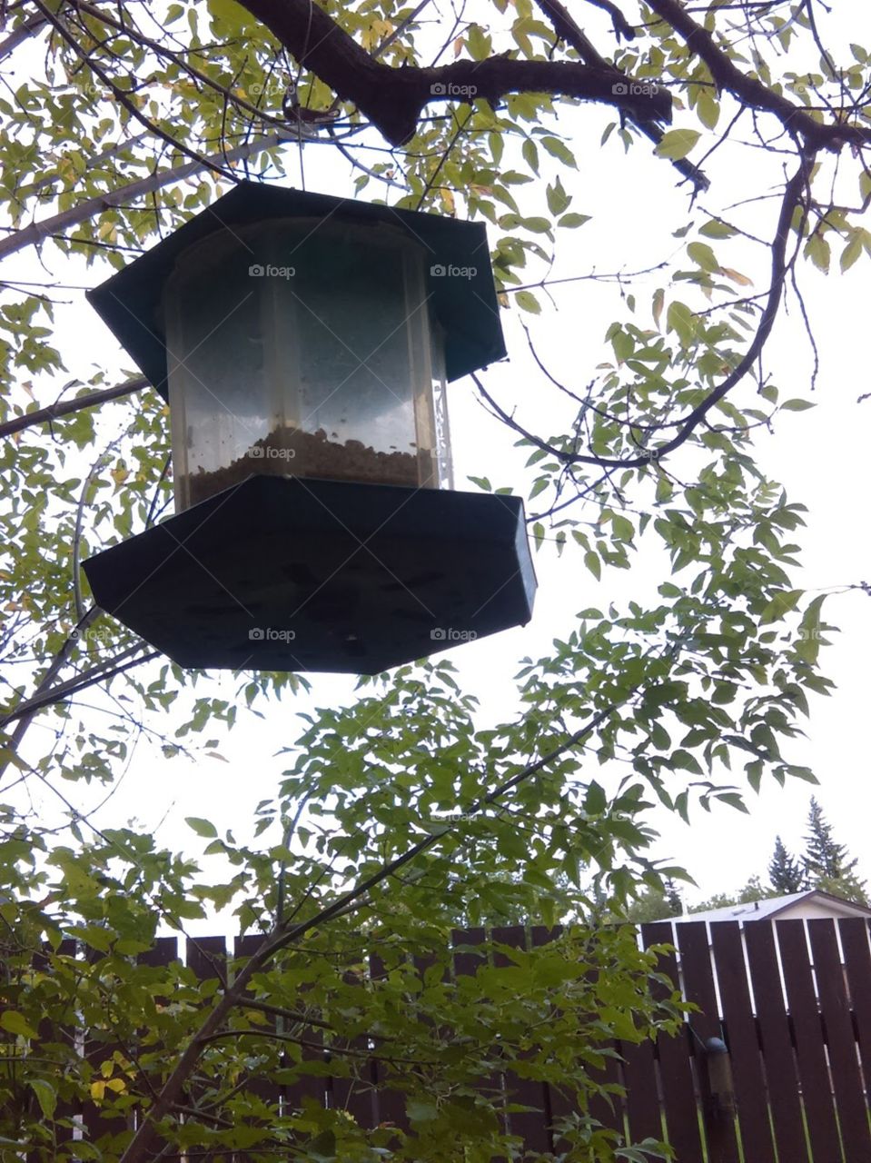 Tree, No Person, Wood, Birdhouse, Outdoors