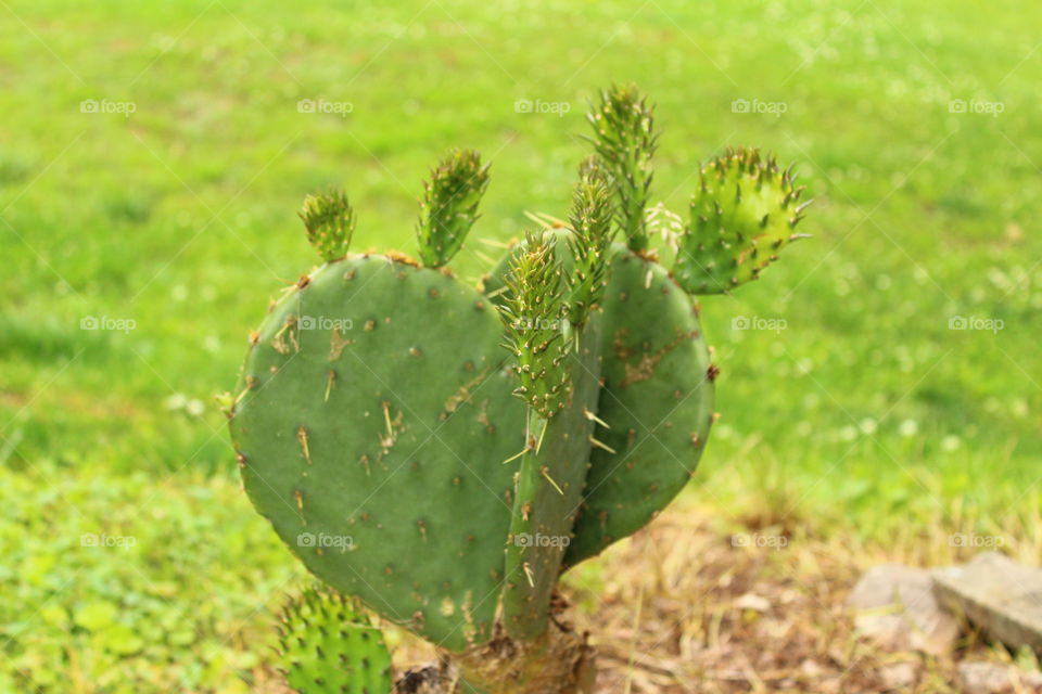 Cactus in summer