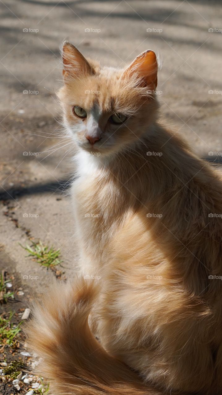 Cat, Cute, Eye, Fur, Portrait