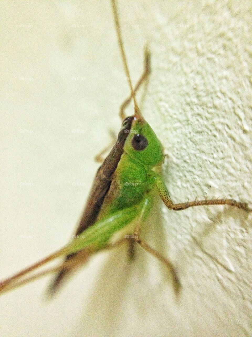 A grassshopper