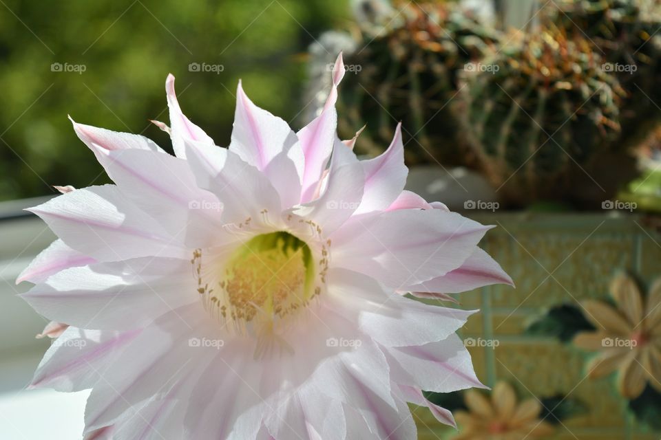 cactus flower beautiful blooming on a window house plant