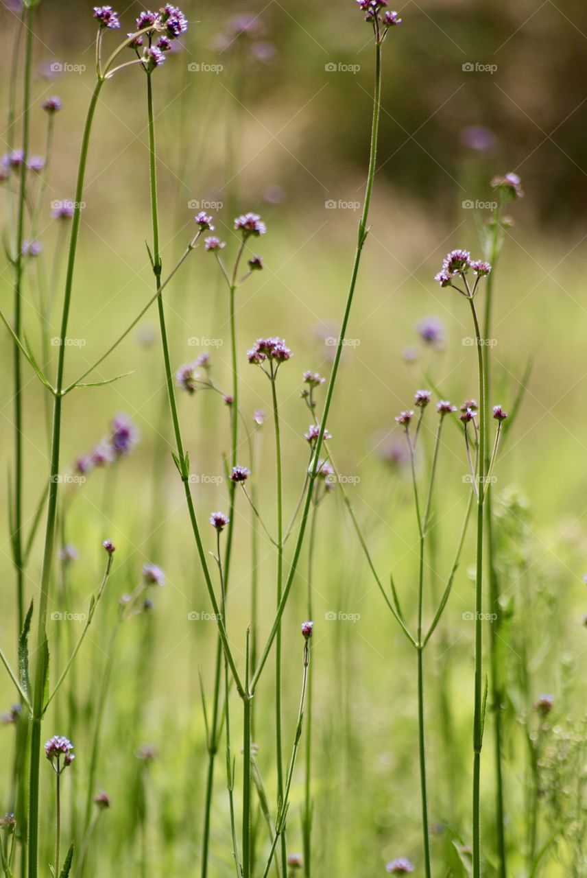 A weed is but an unloved flower 