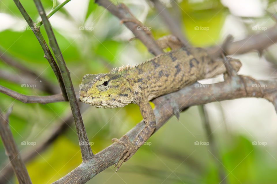 Tree lizards (Chameleons)