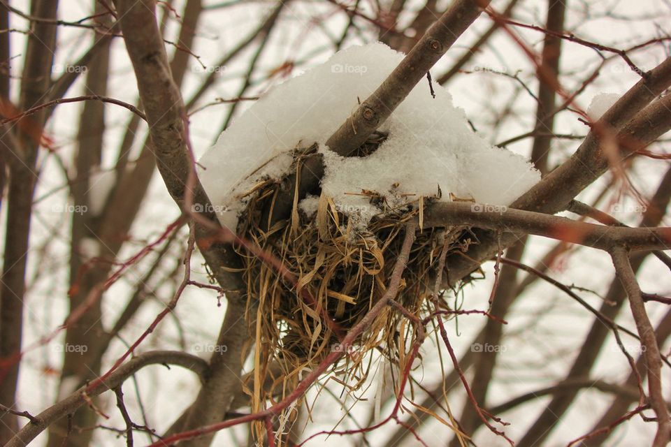 Snow nest 