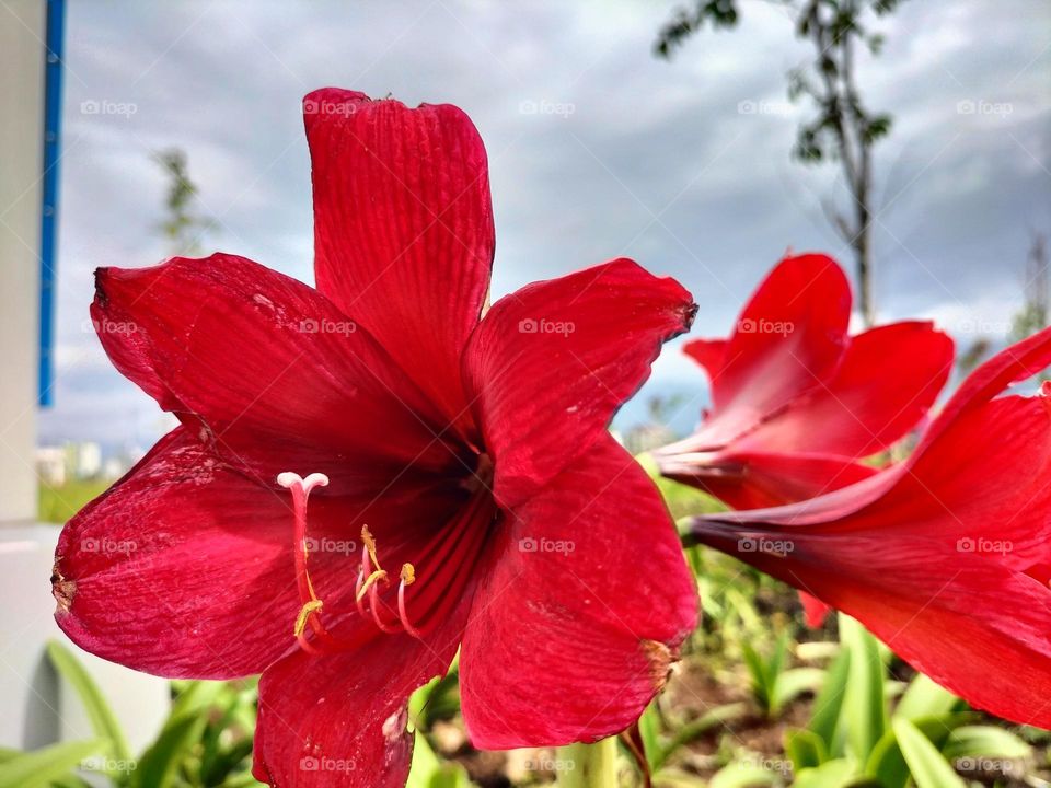 beautiful red flowers and fresh