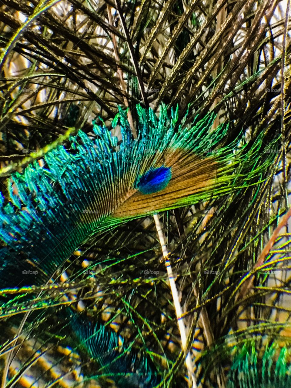 Peacock feather 