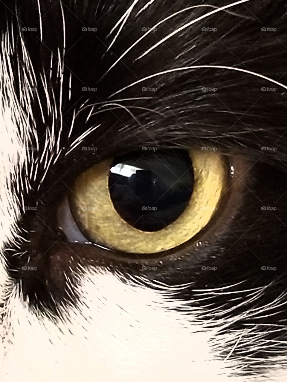 Eye of the Cat