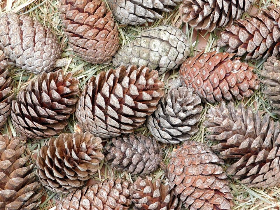 pine cones