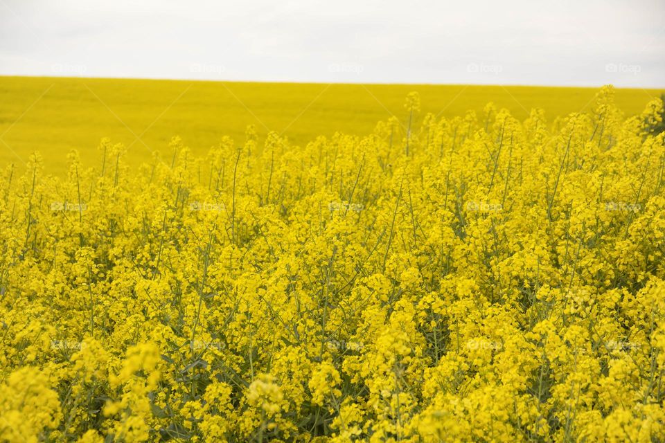 Spring flowering of trees and flowers on a sunny day in spring.