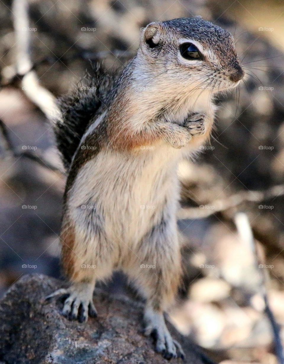 Squirrel in the Sonoran Desert