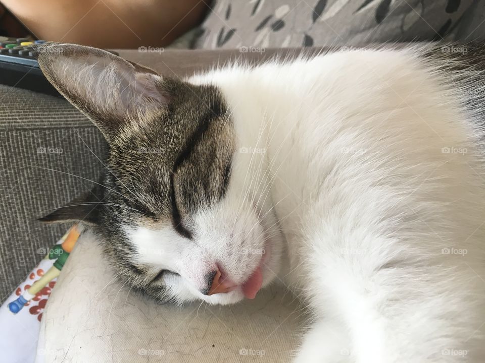 Cat Lila slepp - gata dormindo com língua para fora 