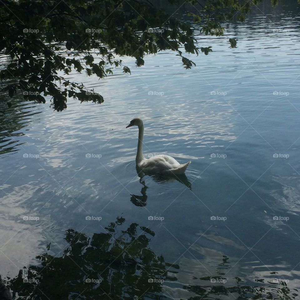 Swan on Lake Bled, Slovenia 