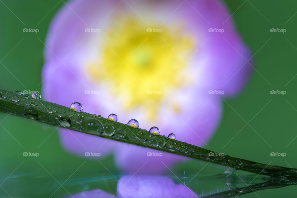 A macro portrait of some water drops lying on a blade of grass with a reflection of a pink wild rose in them which is behind them.