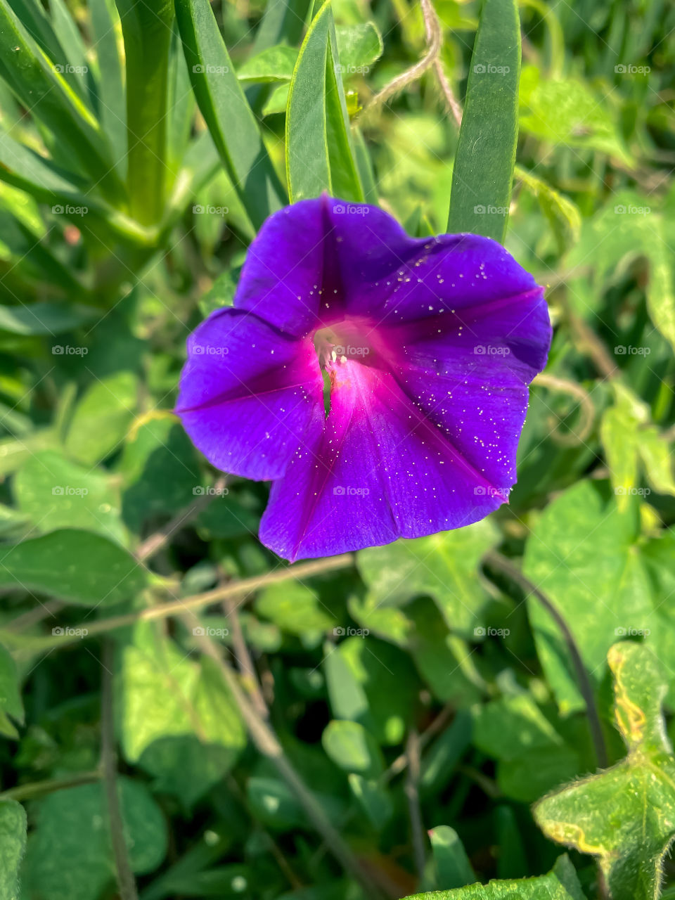 Purple flower in the garden 