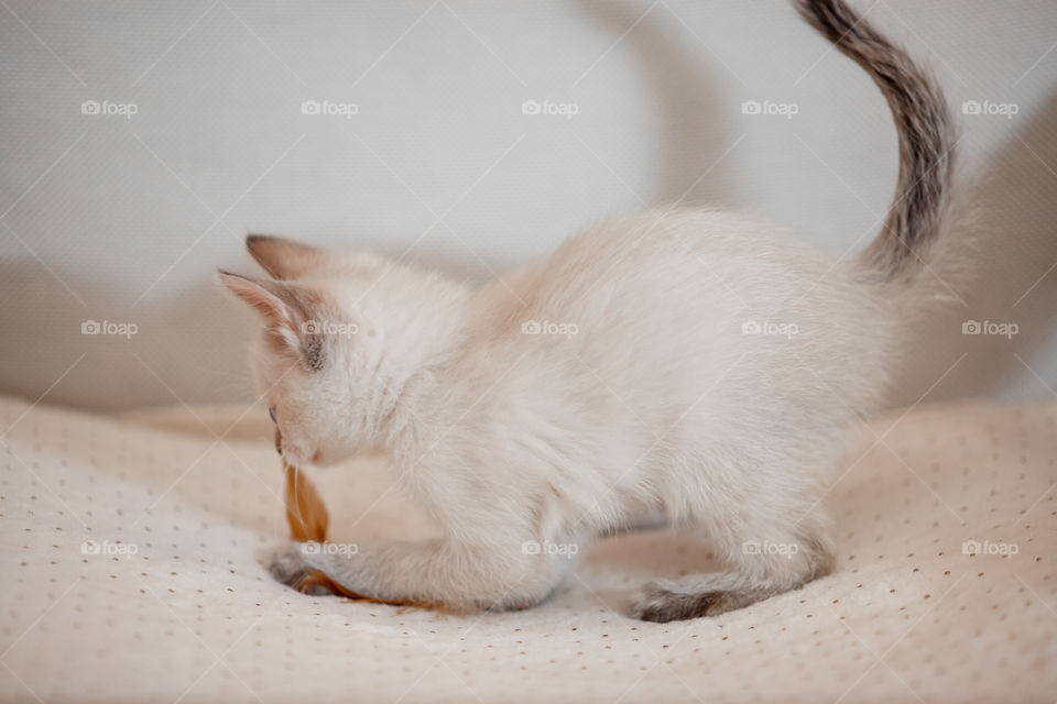 Little Tibet color-point kitten playing