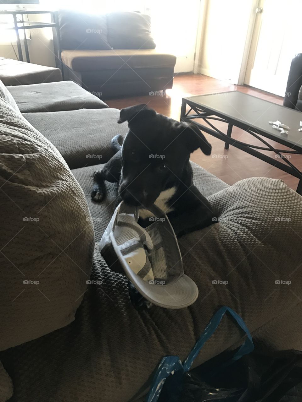 This is my hat now and I shall chew it