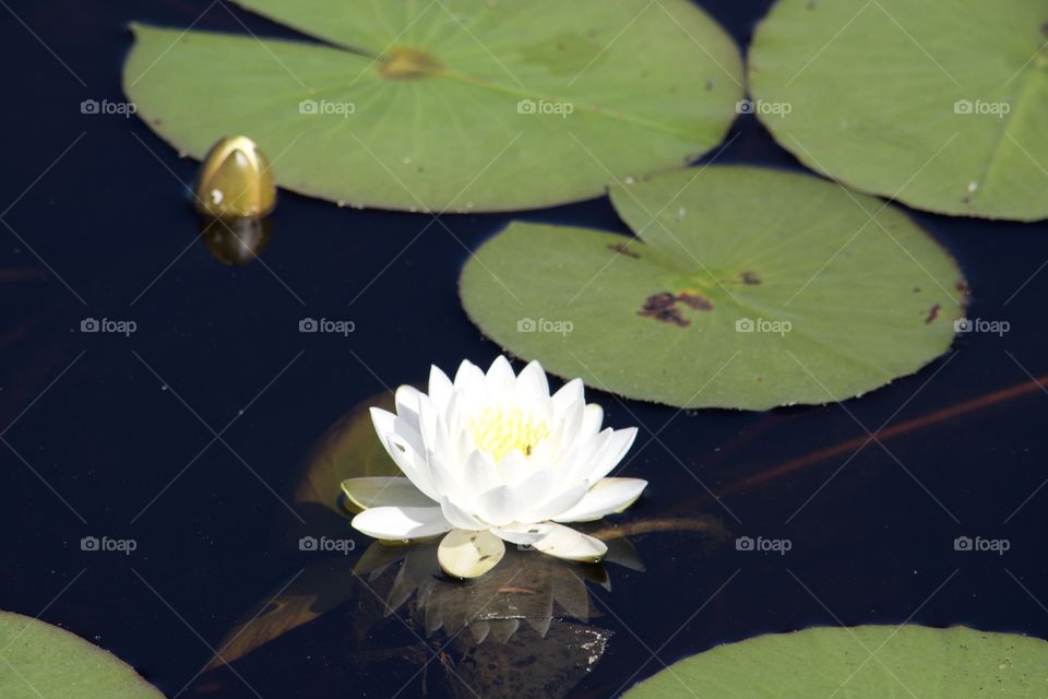 Upclose and Beautiful 