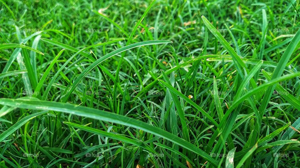 grass that make me feel fresh💚