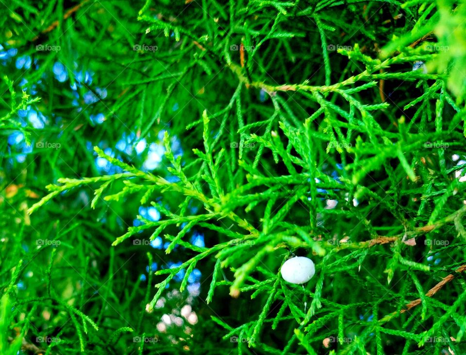 evergreen and sky