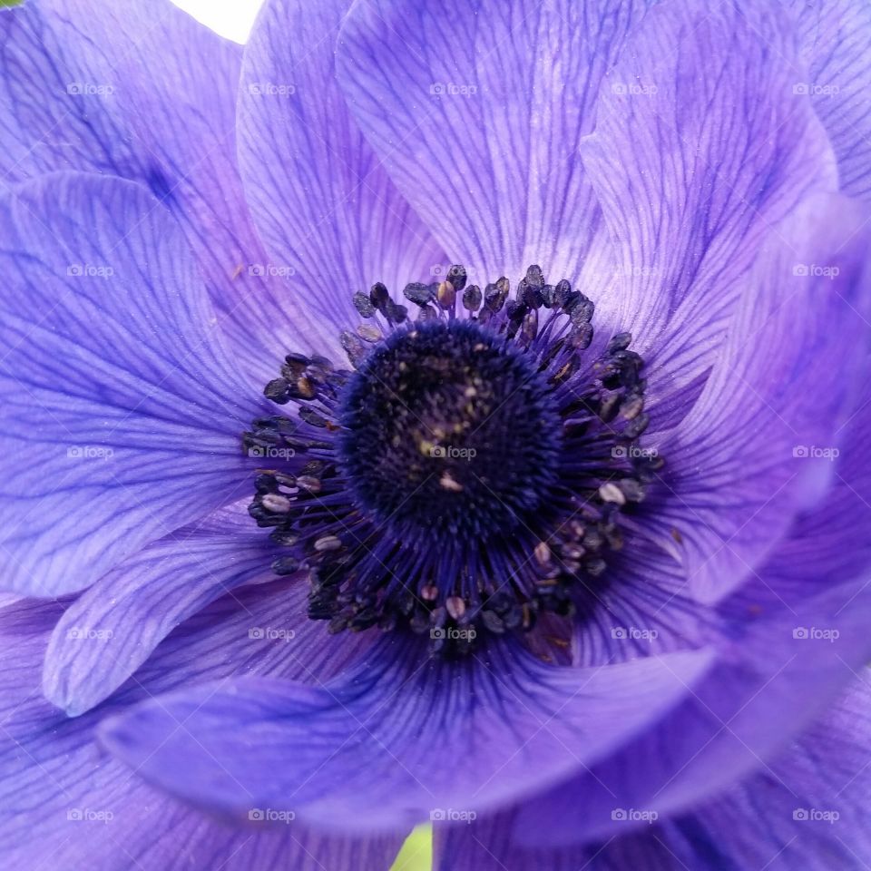 my Anemones 2015. have to dig them here