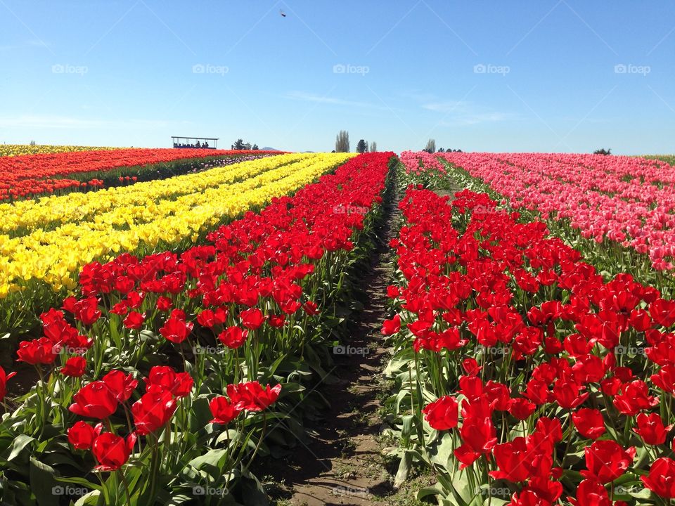 Tulip fields