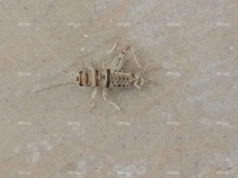 Micro cockroach