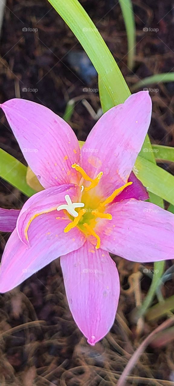 Pink daylily blooming during brutal AZ. summer.