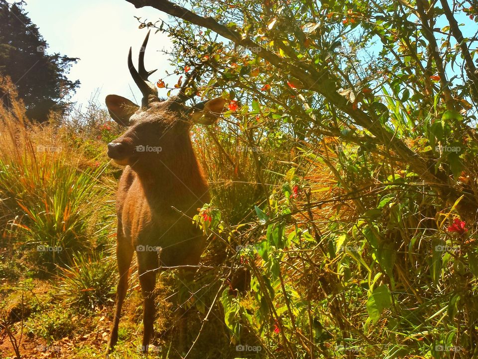 Sri lankan Deer