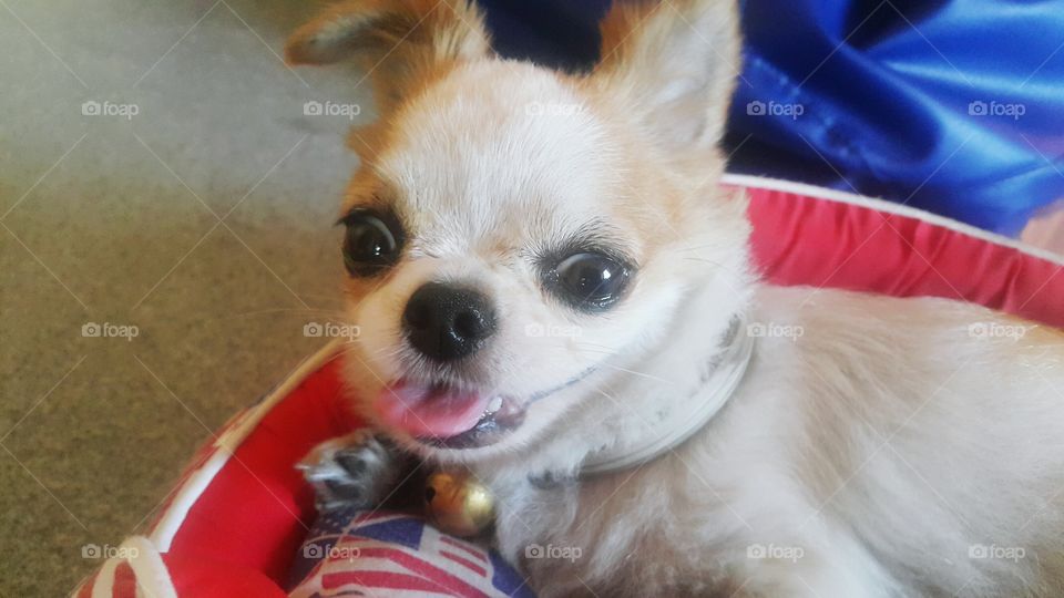 smilling of chihuahua doggy