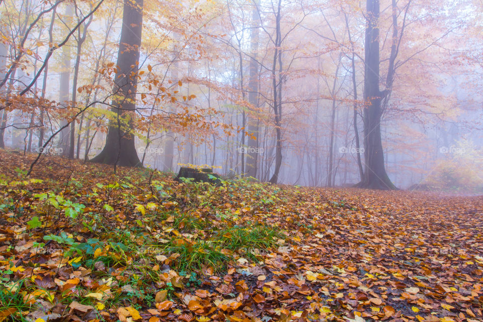Foggy autumn Forest 