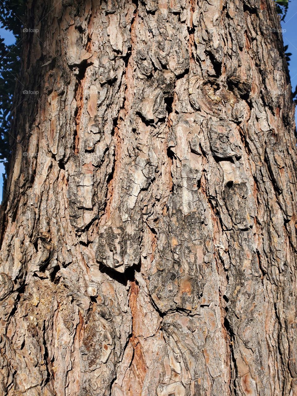 side of a pine tree in Arizona