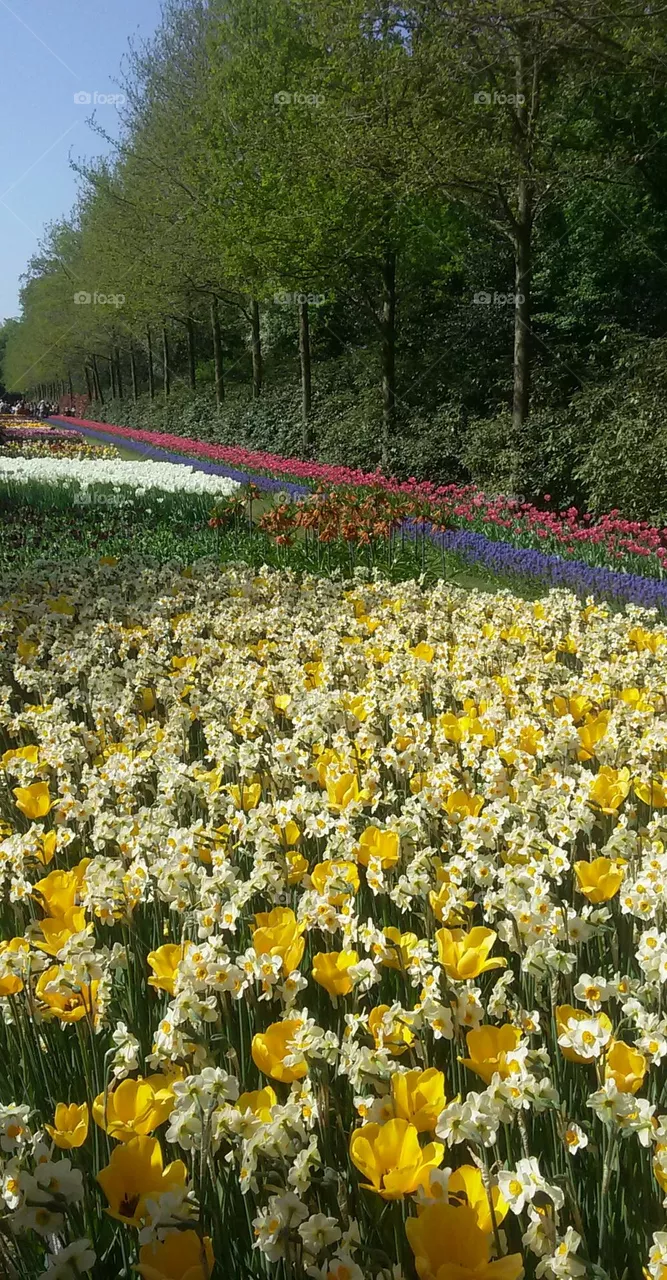 Tulips