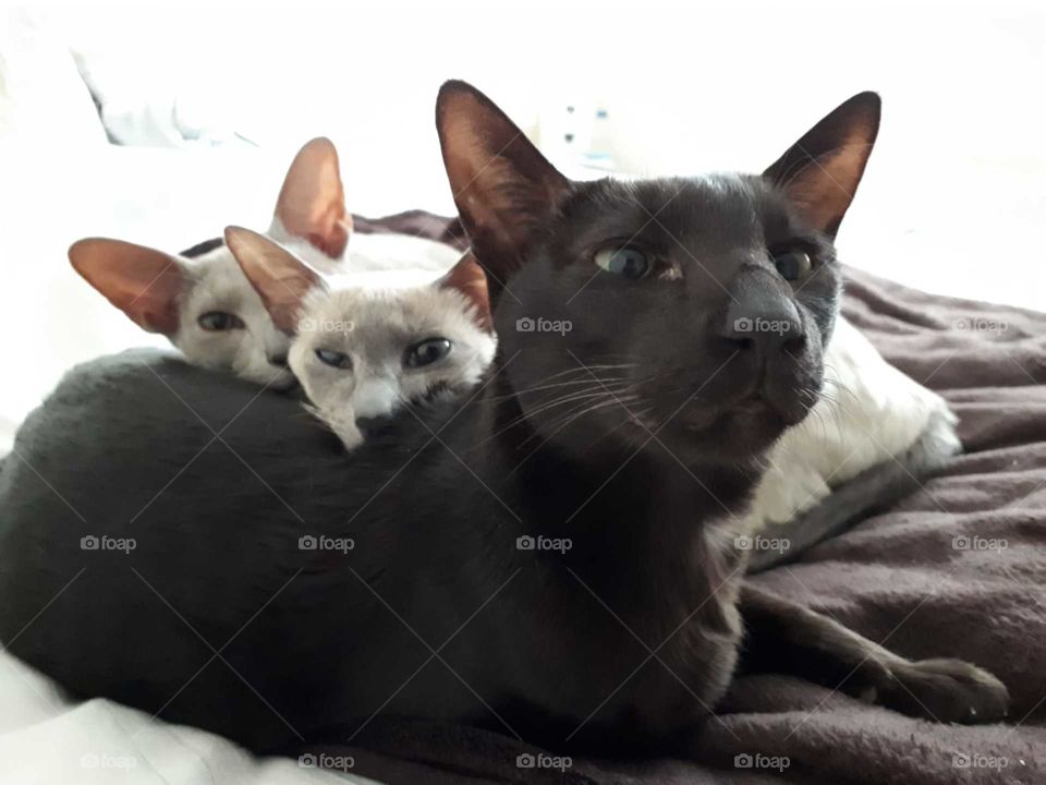 Two kitty’s using Mei Mei as a relaxing pillow 