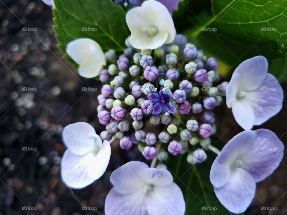 Purple Hydrangea just starting to bloom