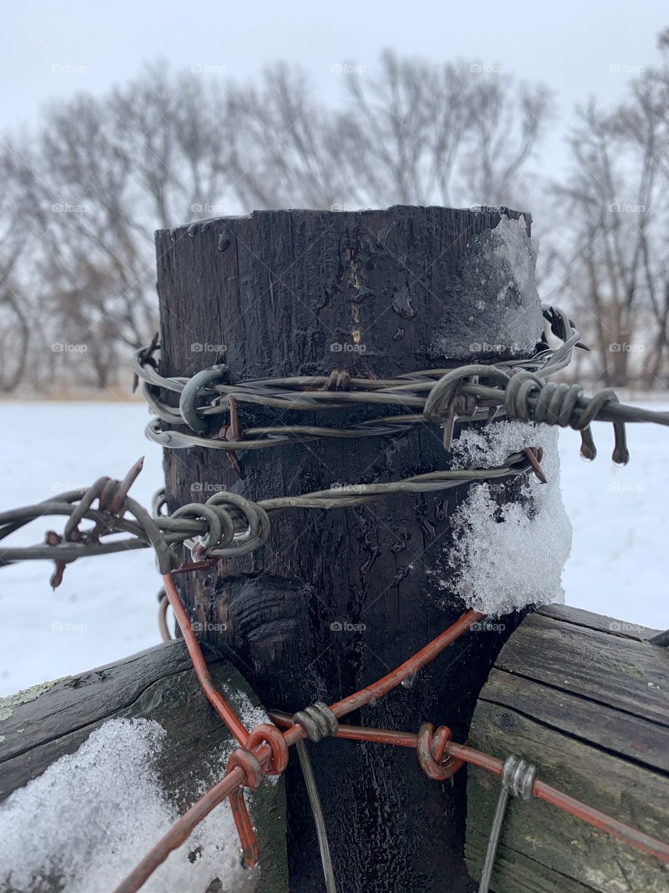 Closeup of a wooden, corner fence-post wrapped with barbed-wire, snowy field and bare trees in the background