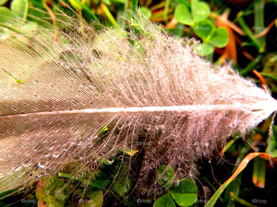 feather in the rain