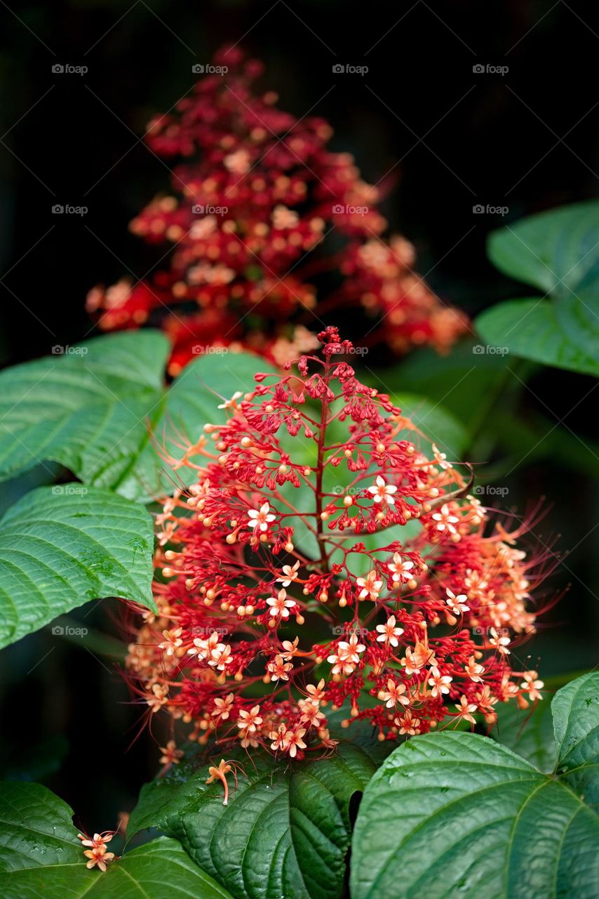 flowers looking wonderful