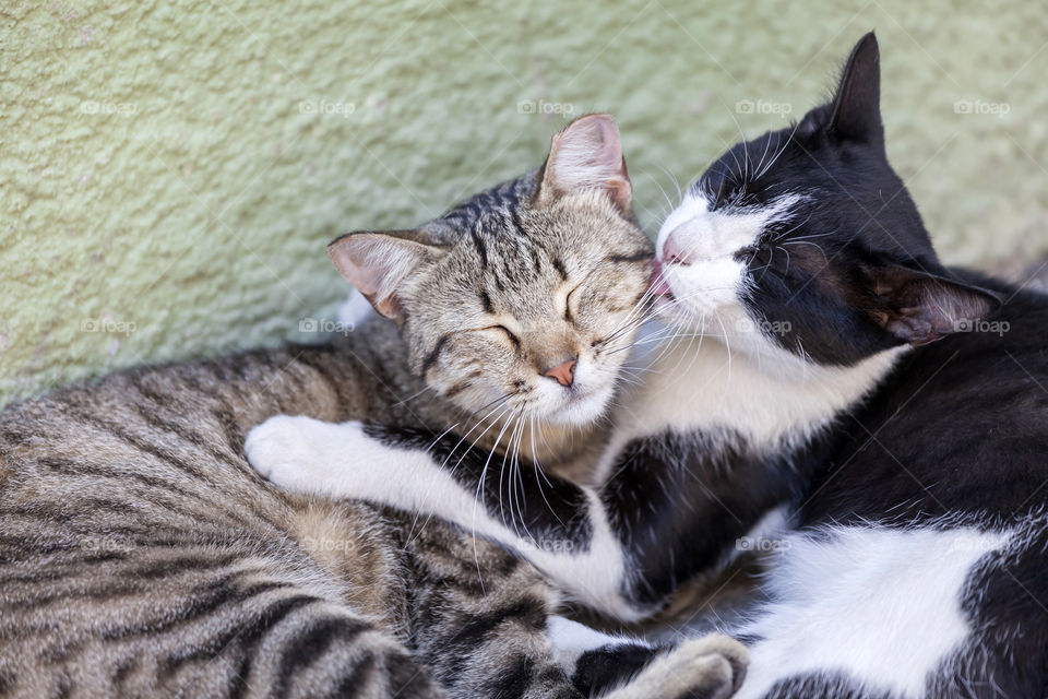 Brotherly love, one cat licking another in the terrace