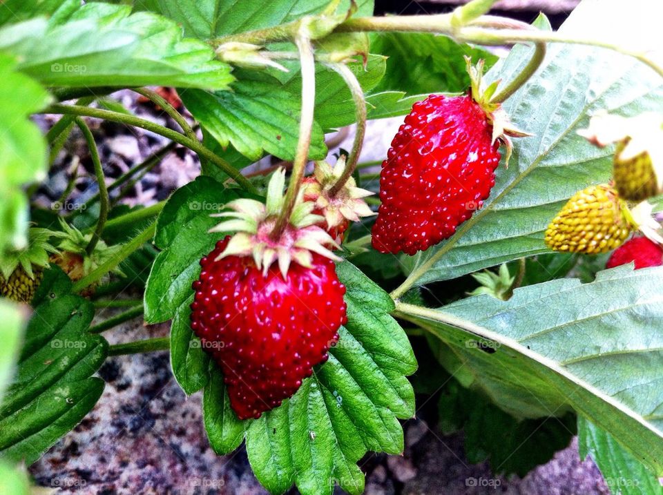 Wild strawberries in garden in summer.