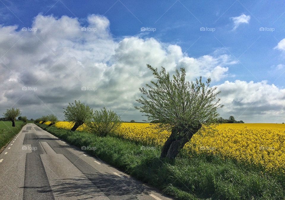 Country road during Springtime