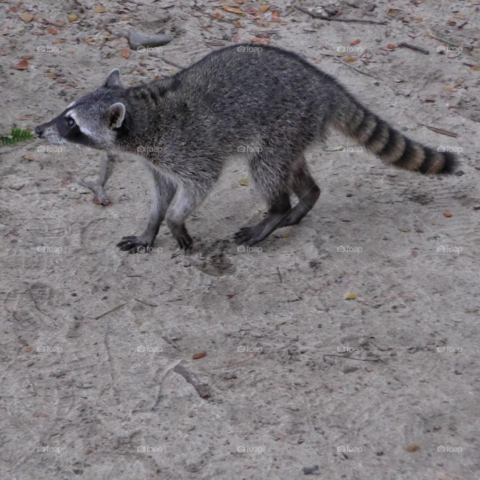 Raccoon on the run