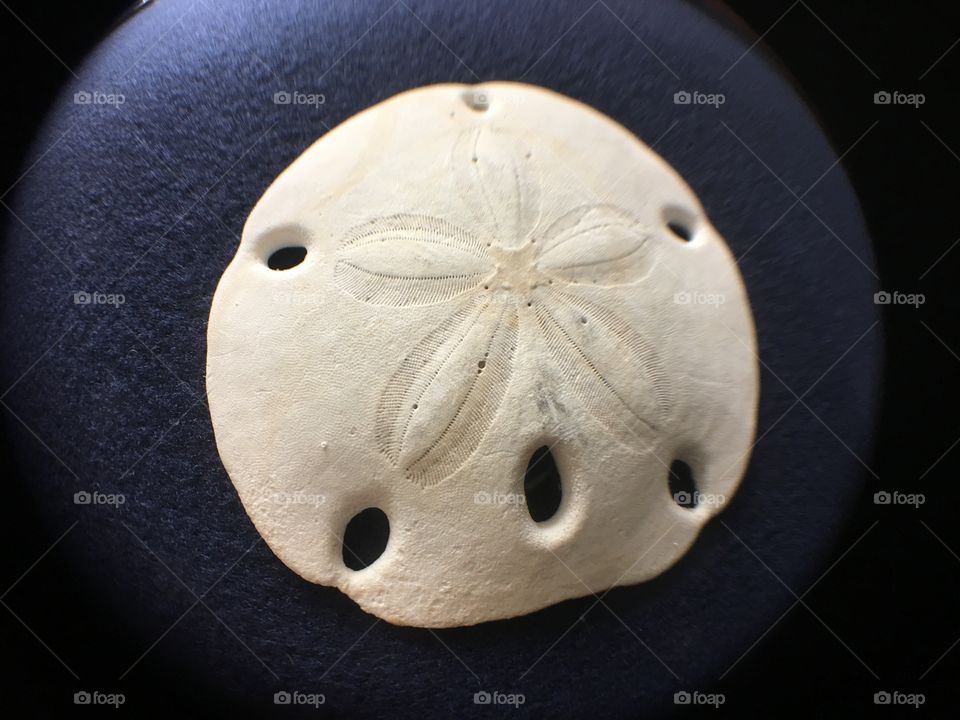 Sand dollar framed in dark blue 